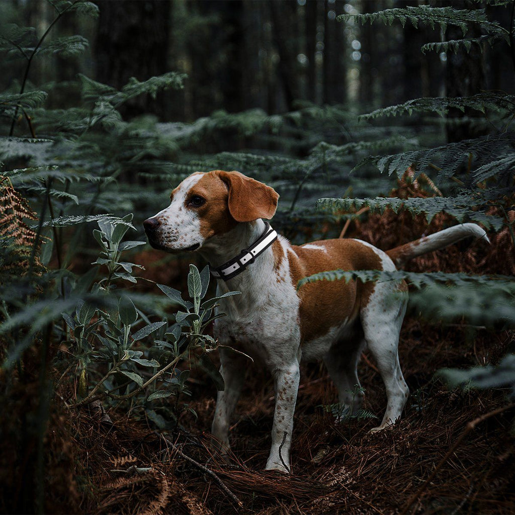 Biothane Translucent Reflective Dog Collar by Dogline