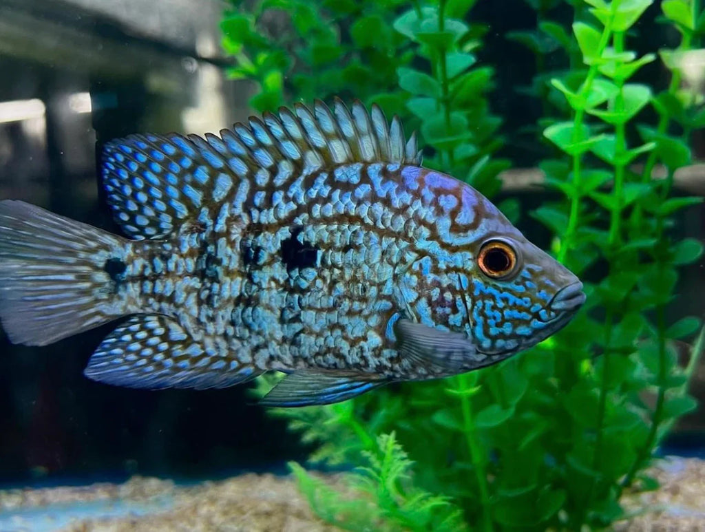 Carpintis Cichlid (Herichthys carpintis) by Danaqua Live Fish & More