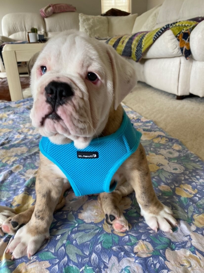 Mr. Peanut's PupTrek Soft Mesh Pet Harness with Matching Leash – Adjustable, Breathable, Choke-Free by Mr. Peanut's Pet Carriers