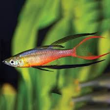 Threadfin Rainbowfish by Danaqua Live Fish & More