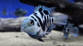 Blue Polar Parrotfish by Danaqua Live Fish & More