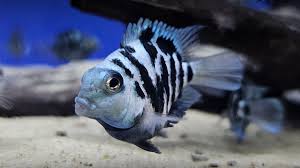Blue Polar Parrotfish by Danaqua Live Fish & More