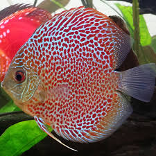 Red Leopard Discus by Danaqua Live Fish & More