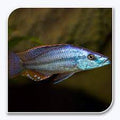 Rock-Dwelling Mbuna Cichli - Compressiceps East African Cichlid (Malawi Eyebiter) by Danaqua Live Fish & More