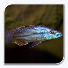 Rock-Dwelling Mbuna Cichli - Compressiceps East African Cichlid (Malawi Eyebiter) by Danaqua Live Fish & More