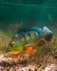 Butterfly Peacock Bass (Cichla ocellaris) by Danaqua Live Fish & More