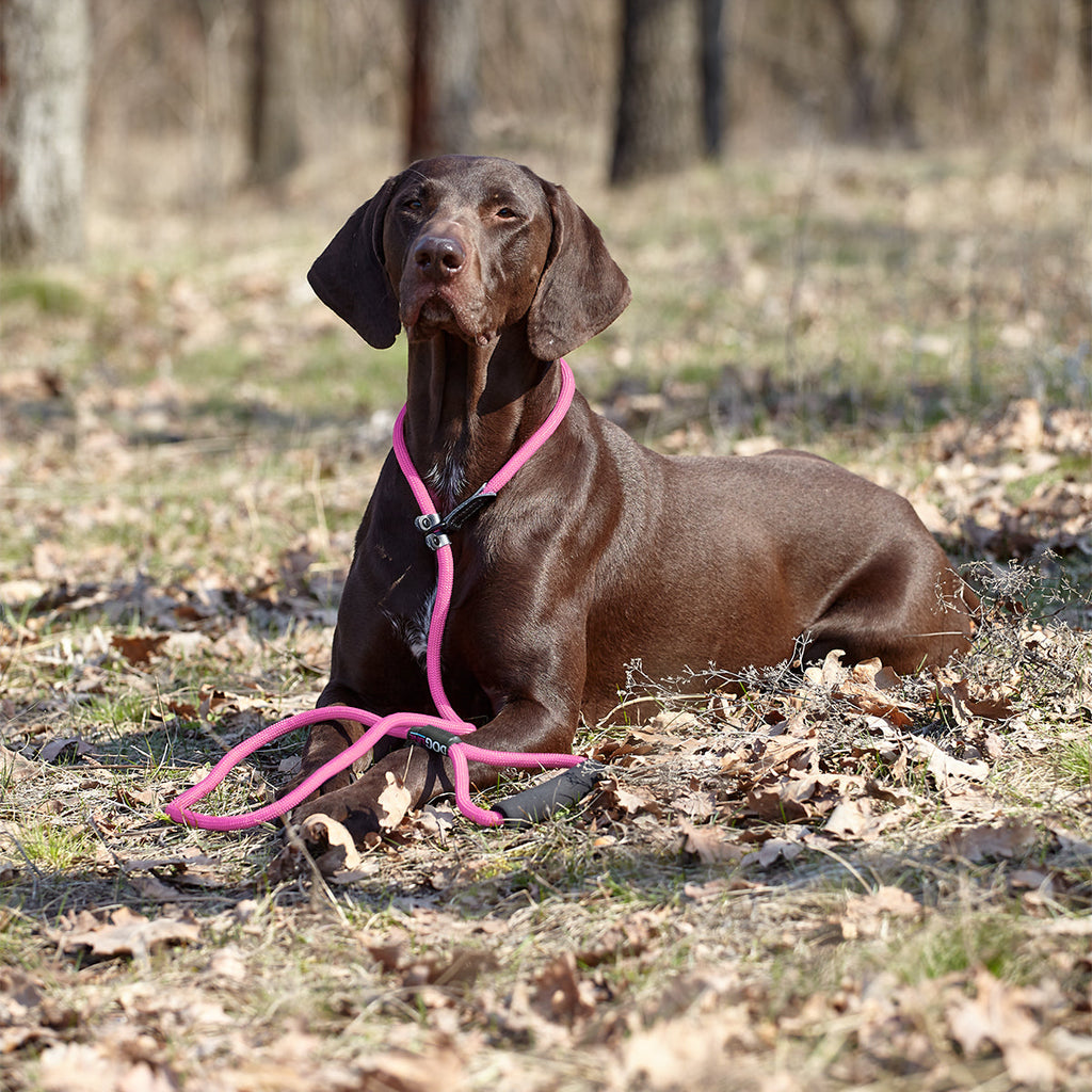 Round Nylon Slip Lead by Dogline