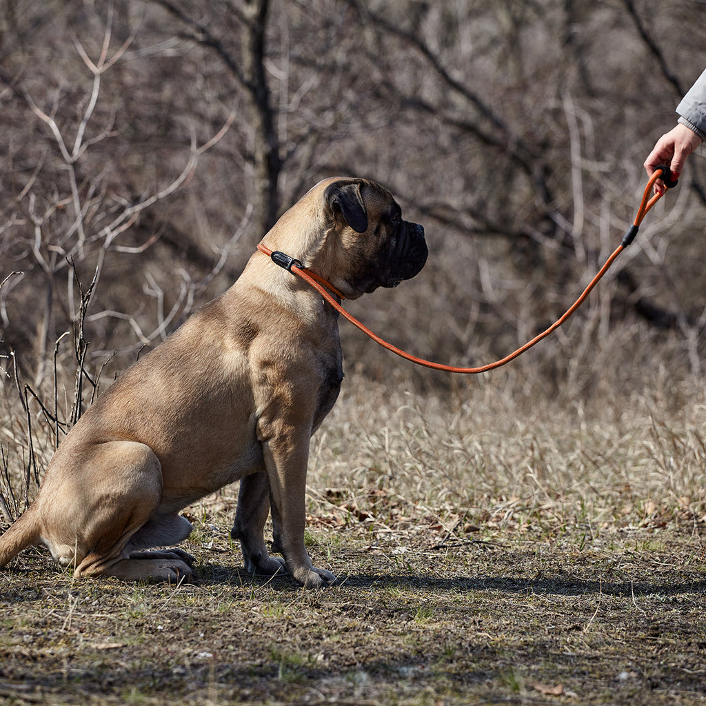 Round Nylon Slip Lead by Dogline