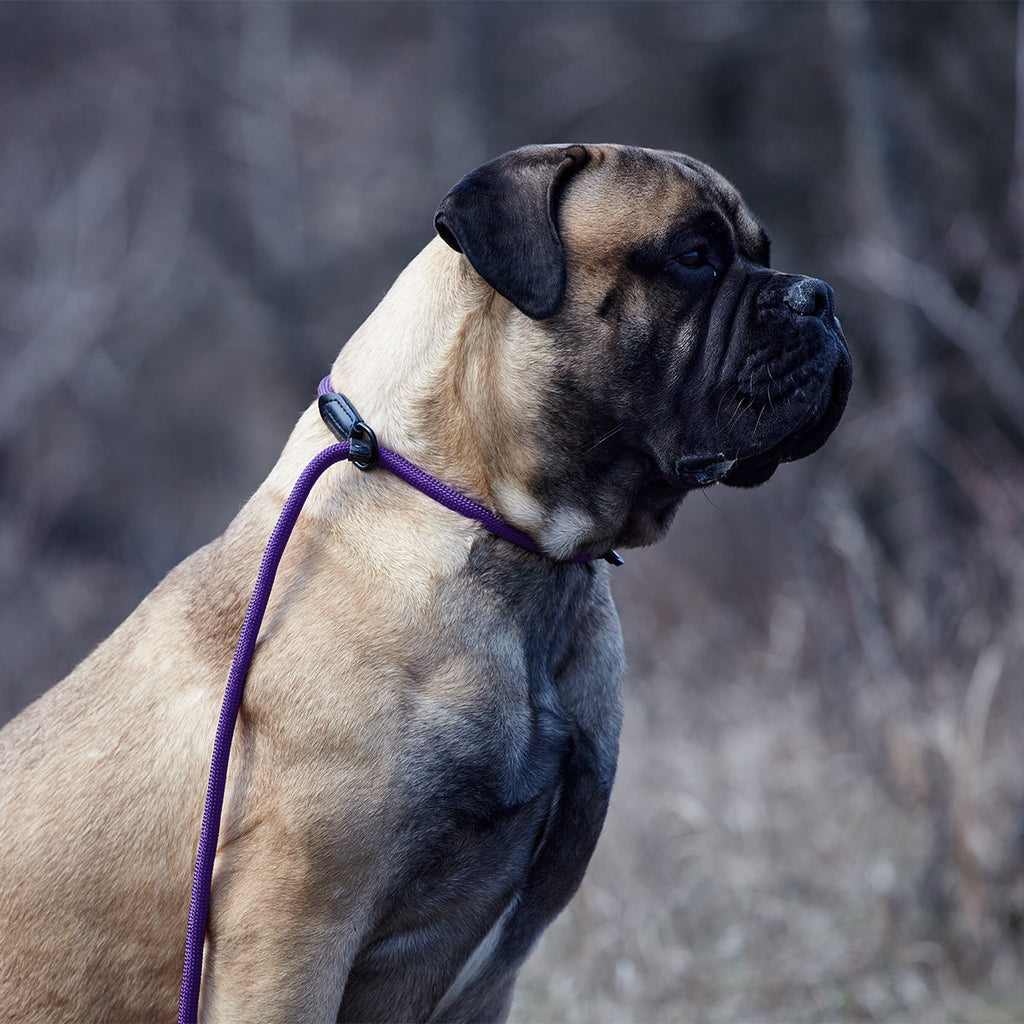 Round Nylon Slip Lead by Dogline