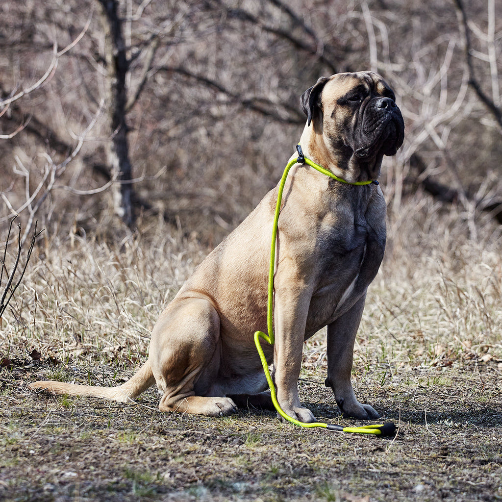 Round Nylon Slip Lead by Dogline