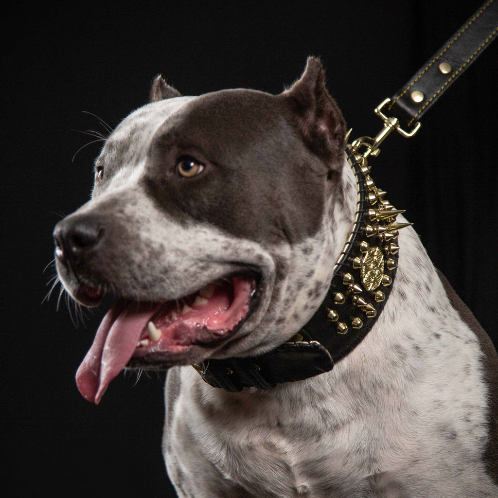 ''Imperium'' hand stitched 8 cm wide show collar by Bestia Dog Gear
