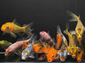 GRADE A Imported Koi by Danaqua Live Fish & More