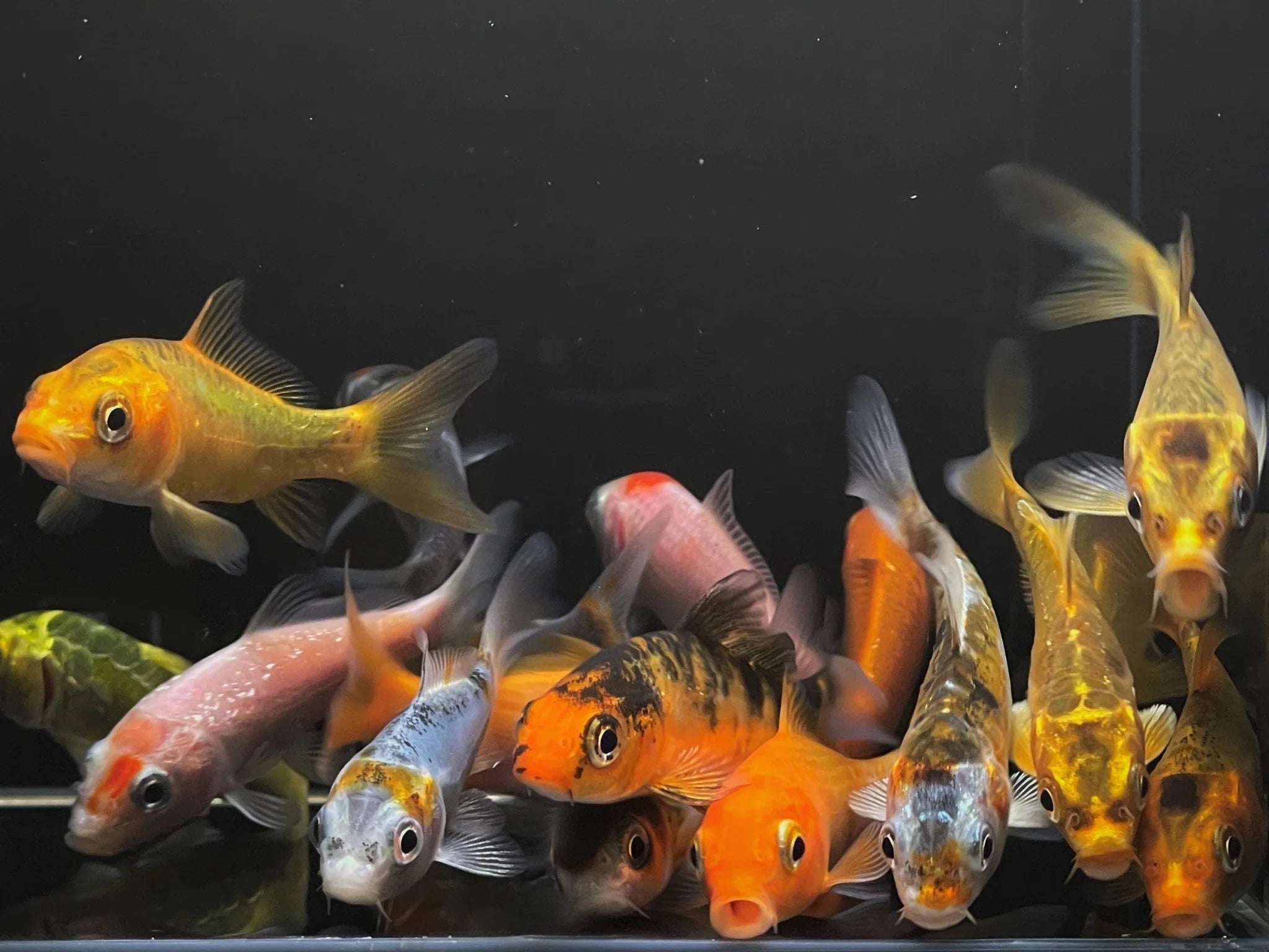GRADE A Imported Koi by Danaqua Live Fish & More