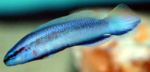 Longfin Indigo Dottyback ( Pseudochromis fridmani x sankeyii) by Danaqua Live Fish & More