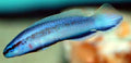 Longfin Indigo Dottyback ( Pseudochromis fridmani x sankeyii) by Danaqua Live Fish & More