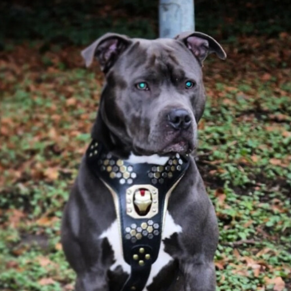 Irondog Harness by Bestia Dog Gear