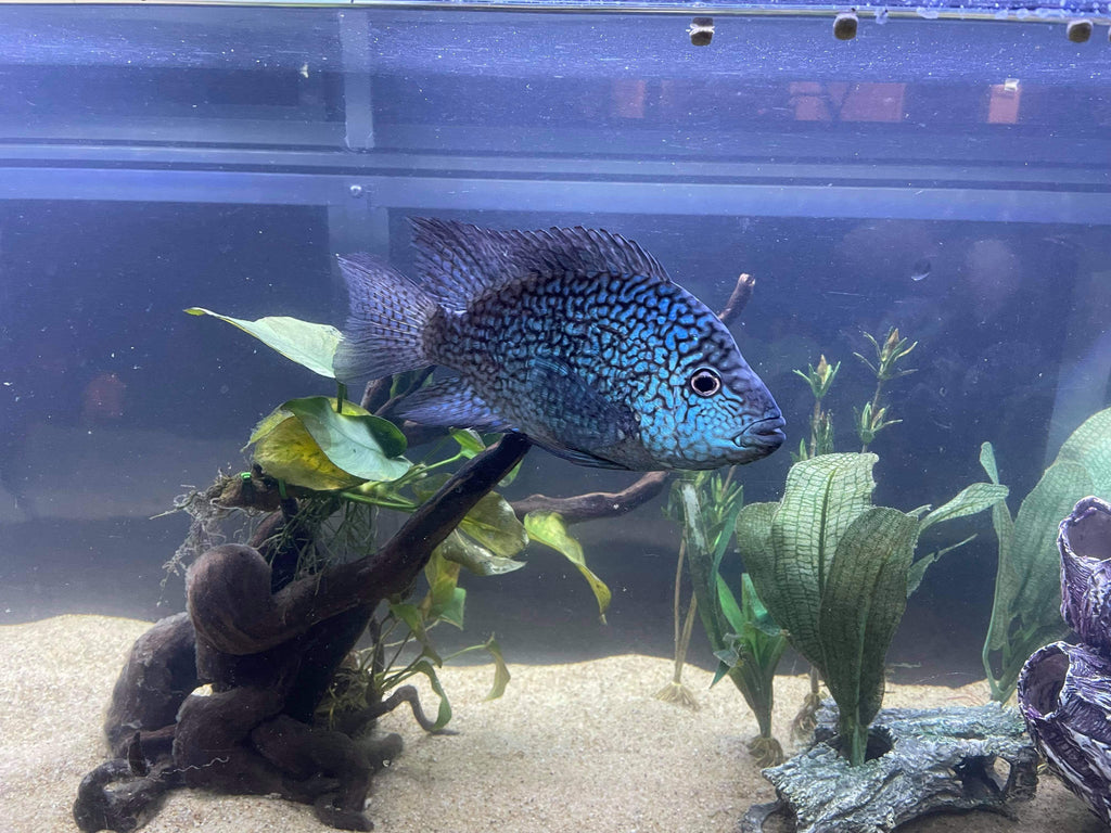 Carpintis Cichlid (Herichthys carpintis) by Danaqua Live Fish & More