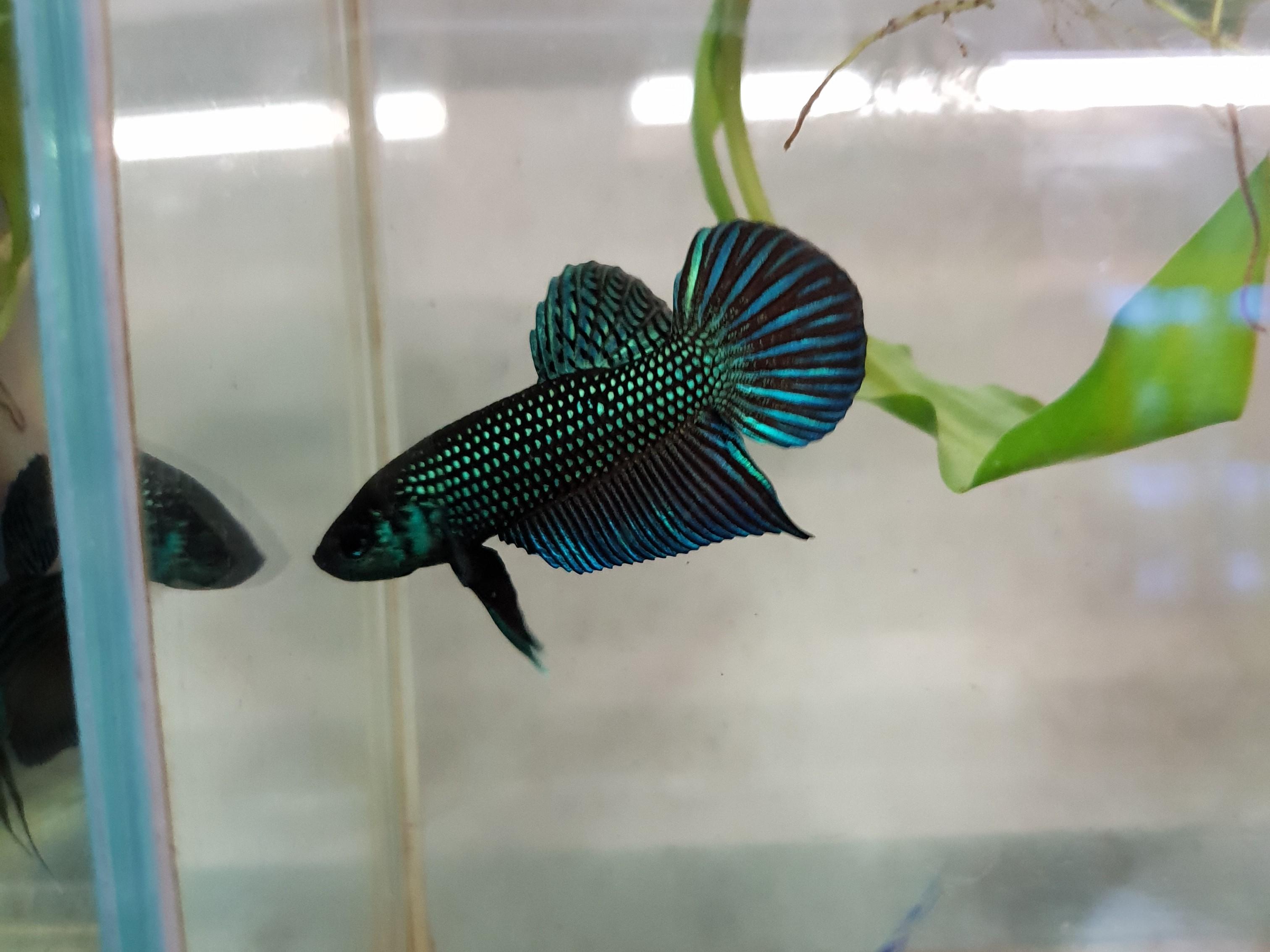 Wild bettas Type (Male)