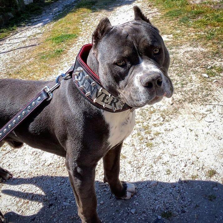 The "Kennel" collar- personalized! by Bestia Dog Gear