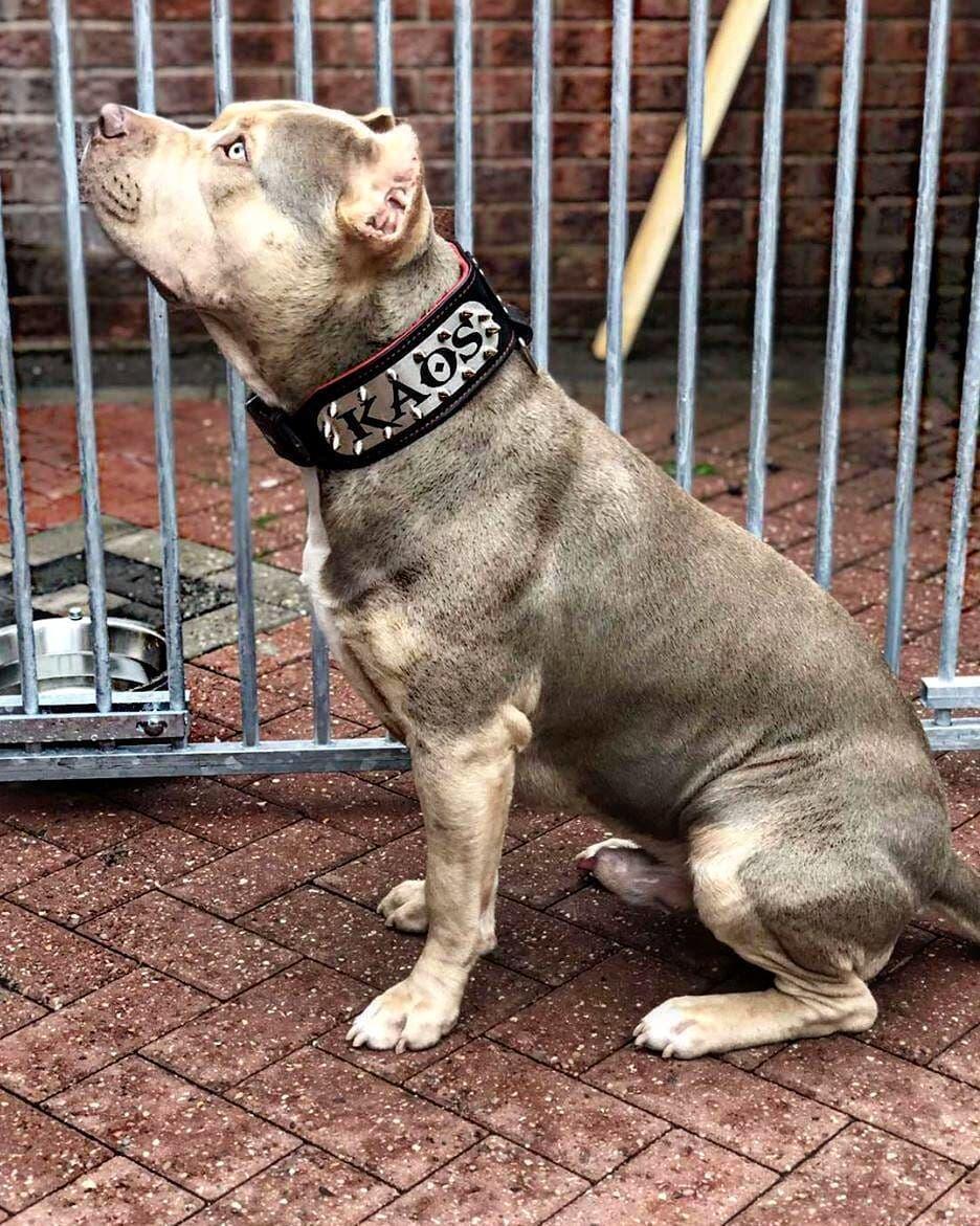 The "Kennel" collar- personalized! by Bestia Dog Gear