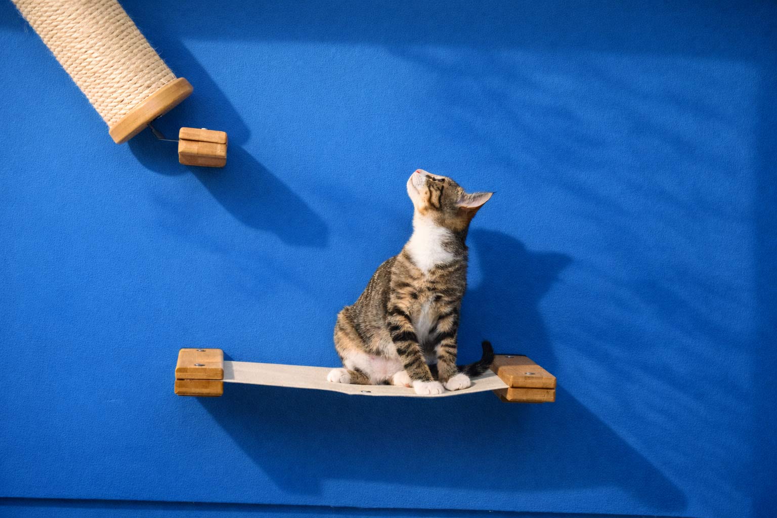 Hanging Cat Bed Hammock by Catastrophic Creations
