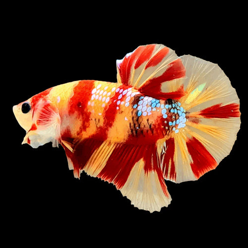 Betta Nemo (Male) by Danaqua Live Fish & More