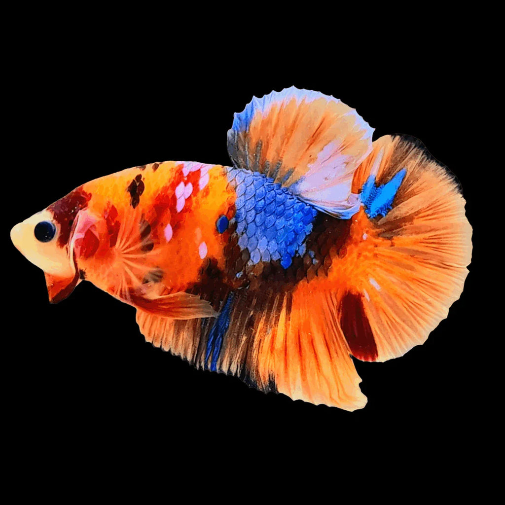 Betta Nemo (Male) by Danaqua Live Fish & More