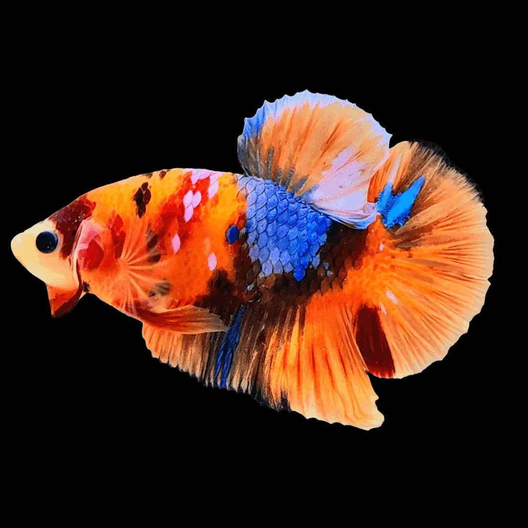 Betta Nemo (Male) by Danaqua Live Fish & More