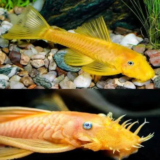 L144 Blue Eye Lemon Bristlenose Pleco (Ancistrus sp) by Danaqua Live Fish & More