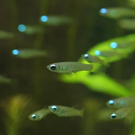The Killie Lamp-Eye - Norman's Lampeye Killifish (Poropanchax normani) by Danaqua Live Fish & More