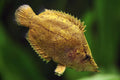 Leaf Fish Amazon Leaf Fish (Monocirrhus polyacanthus) by Danaqua Live Fish & More