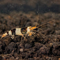 Black & White Shrimp by Danaqua Live Fish & More