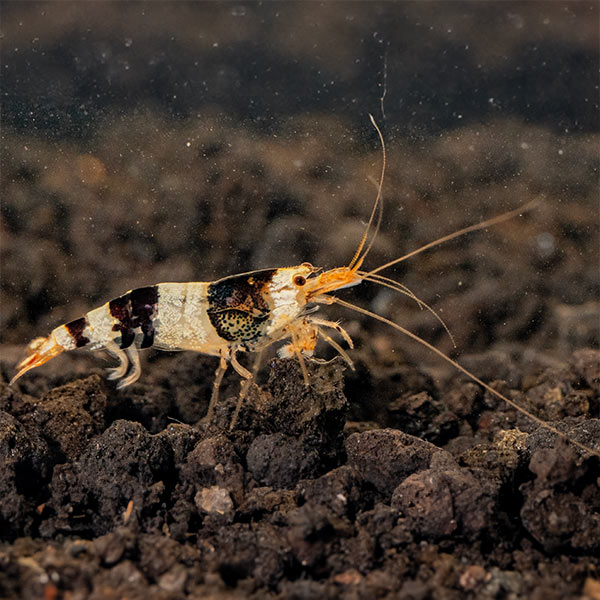 Black & White Shrimp by Danaqua Live Fish & More