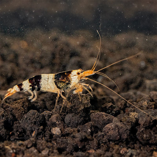 Black & White Shrimp by Danaqua Live Fish & More