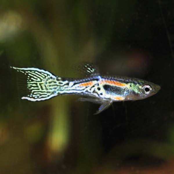 Assorted Endler's Livebearer by Danaqua Live Fish & More