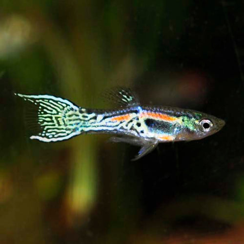 Assorted Endler's Livebearer by Danaqua Live Fish & More