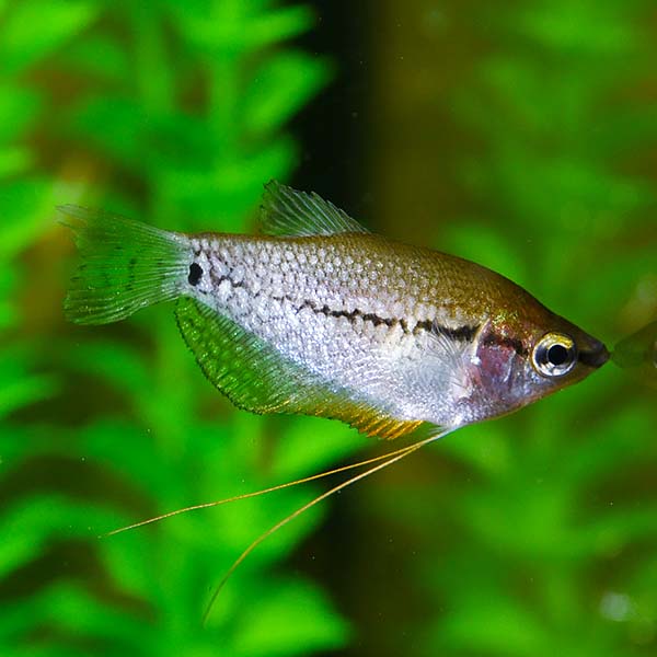 Pearl Gourami (Leeri Gourami)