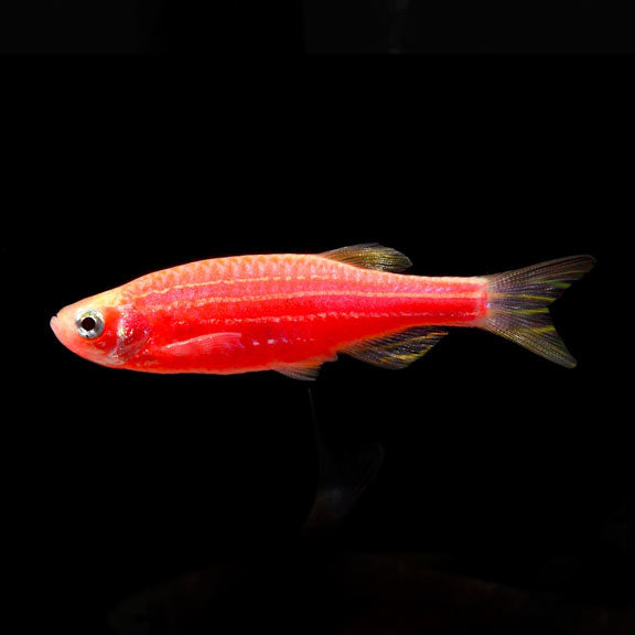 Zebra Danios by Danaqua Live Fish & More