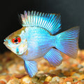 Electric Blue Balloon Ram by Danaqua Live Fish & More