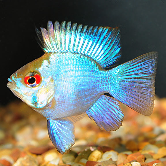 Electric Blue Balloon Ram by Danaqua Live Fish & More