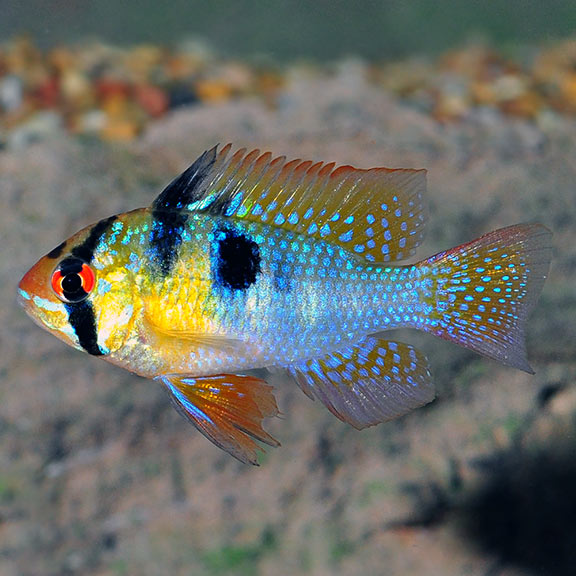 German Blue Rams by Danaqua Live Fish & More