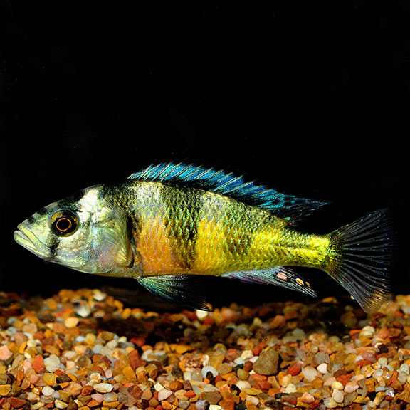 Obliquidens cichlid by Danaqua Live Fish & More