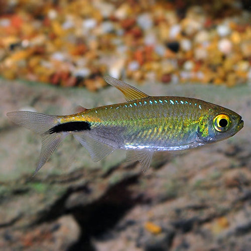 Alestes Tetra by Danaqua Live Fish & More