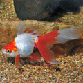 Red & White Ryukin Goldfish 3" by Danaqua Live Fish & More
