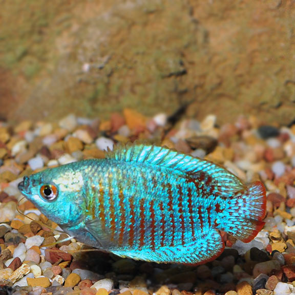 Neon Blue Dwarf Gourami (Trichogaster lalius)
