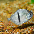 Black Bar Silver Dollar (Myleus schomburgkii) 3" by Danaqua Live Fish & More
