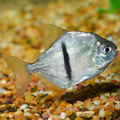 Black Bar Silver Dollar (Myleus schomburgkii) 3" by Danaqua Live Fish & More