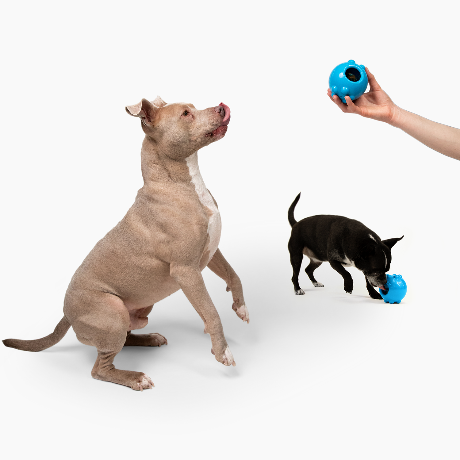 Jolly Dipper™ by Jolly Pets