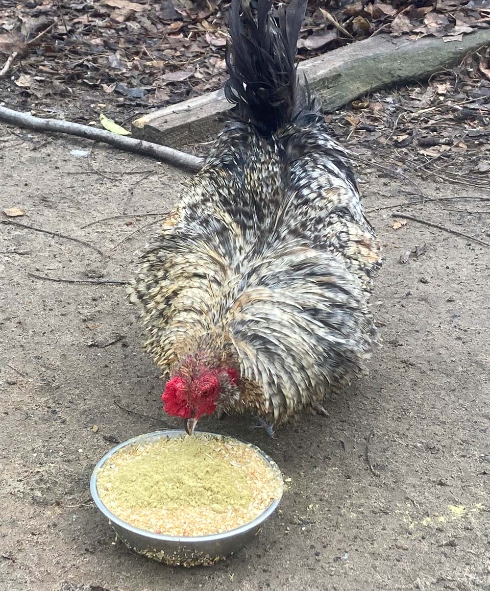 Pumpkin Seed Delight - Add To Feed For For Healthy Coops by Dahlia Pets