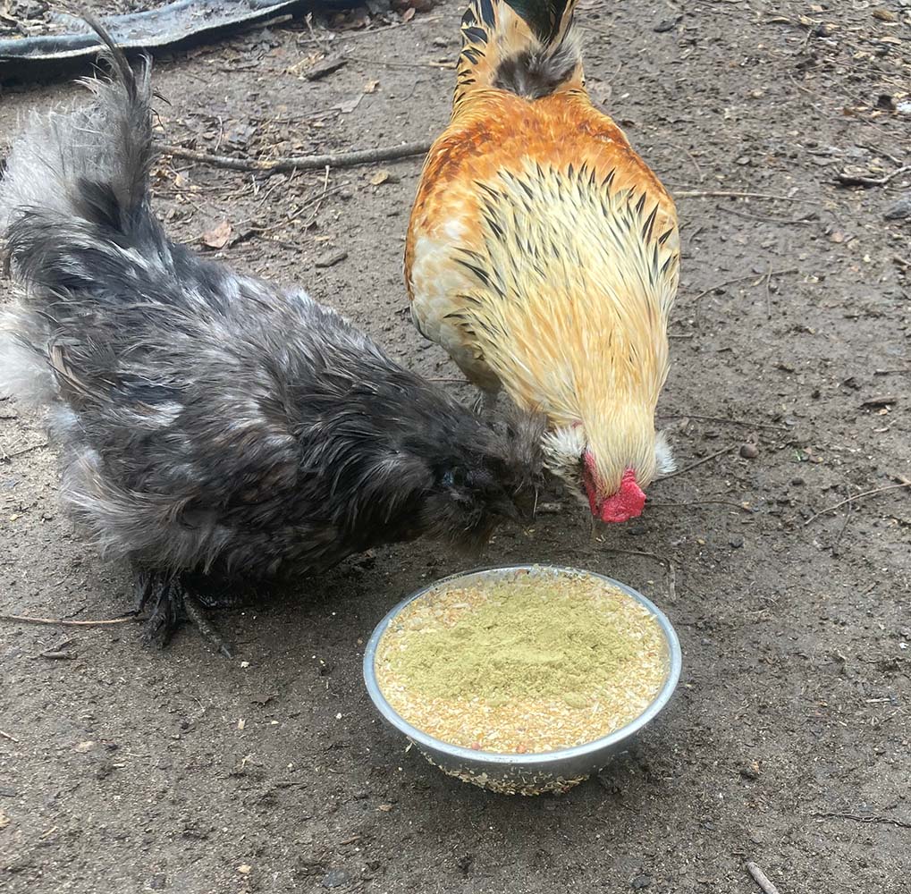 Pumpkin Seed Delight - Add To Feed For For Healthy Coops by Dahlia Pets